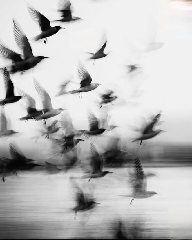 Black-and-white photograph of birds taking flight over water